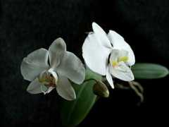 paphiopedilum.pl Lorati