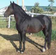 elphinfarms.com Lorcan
