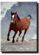 circlecsaddlebreds.com Lordus