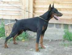 dobermann.ru Loreina