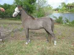 mystiquefarm.com Lorek