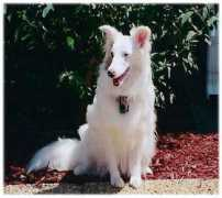 triangleshelties.com Loreli