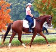 marideehanoverians.com Loreli