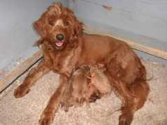heartyk9s.com Lorelie