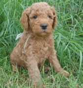 heartyk9s.com Lorelie