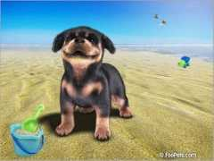foopets.com Lorenn