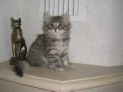 herrenseecats.de Loreno