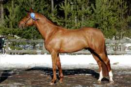 cavalier.suntuubi.com Loreno