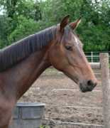 majesticgaits.com Lorentin