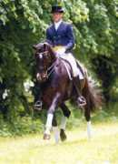 luxesporthorses.com Lorentin