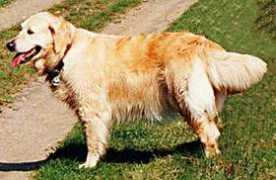hundezucht-augustin.de Loretia