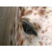photos-animaux.com Loreyna