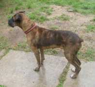 bluegrassboxerrescue.org Loriann