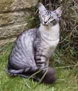 palantircats.co.uk Loricha