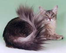 palantircats.co.uk Loricha