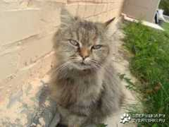 zveryshki.ru Loridana