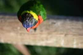 eecue.com Lorikeet
