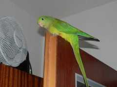 parrotclub.sk Lorinka