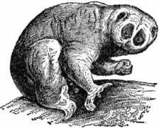 Loris