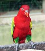 worldbirds.eu Lorius