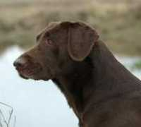 browndogmafia.com Lorkens