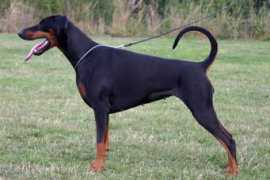 dobermann-review.com Lornea