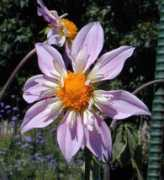 dahlias.net Lorona
