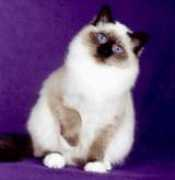 Lorriel