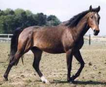Losker