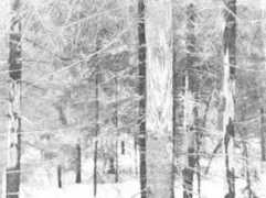 piterhunt.ru Loskor