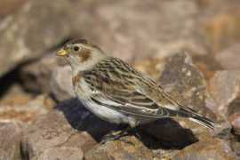 raywilsonbirdphotography.co.uk Lothia