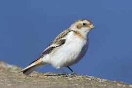 raywilsonbirdphotography.co.uk Lothia