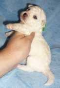 bichon-charnett.cz Lotrando