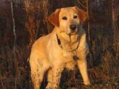 Lotti