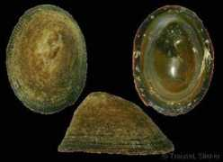 gastropods.com Lottia