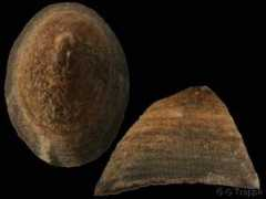 gastropods.com Lottia