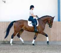 bastruphorses.com Louciano