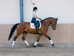 bastruphorses.com Louciano