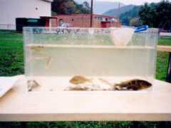 coalcreekaml.com Louinda