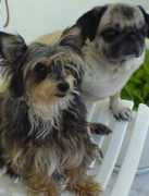 funnypetpictures.com Louiza