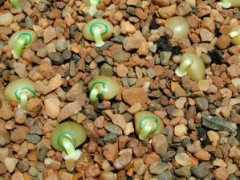 shieldsgardens.com Loukie