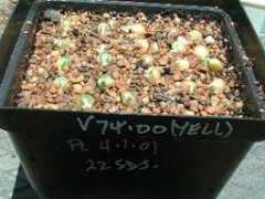 shieldsgardens.com Loukie