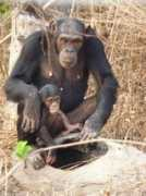 chimpanzeeconservation.wildlifedirect.org Lounda
