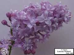 lottah.com Lourene