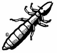 Louse