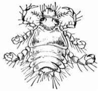 Louse
