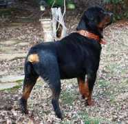 konnenstoltzrottweilers.com Louser