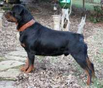 konnenstoltzrottweilers.com Louser