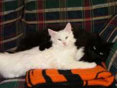 mainecoonkittens.com Louvel