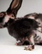 saveabunny.org Lovedove